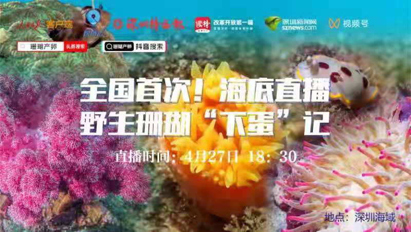 全国首次！深圳海域直播野生珊瑚“下蛋”记